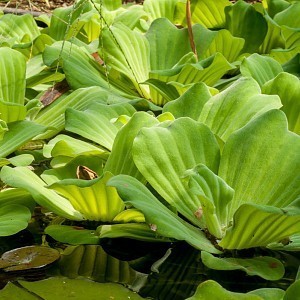 Pistia stratiotes in pond.jpg