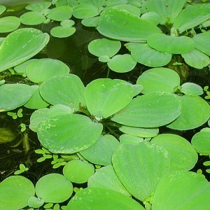 Pistia stratiotes aquarium.jpg