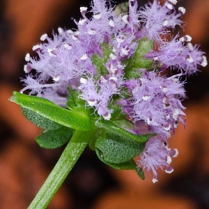 Pogostemon_helferi-15.jpg