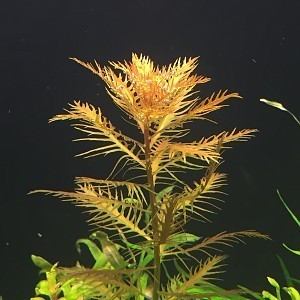 Proserpinaca palustris.jpg