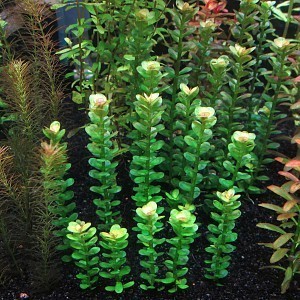 Rotala indica (Erroneous - Ammania sp bonsai).jpg