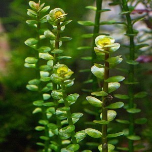 rotala_indica_true.jpg