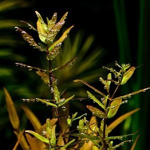 Rotala_macrandra_green_001.jpg