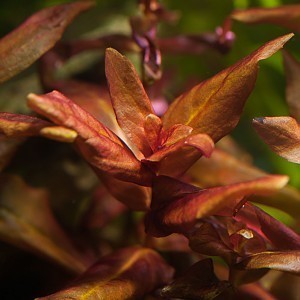 Rotala macrandra submersed.jpg