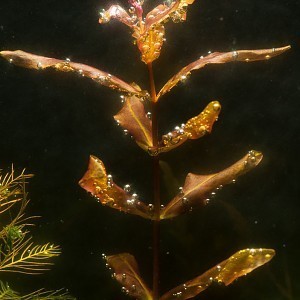 Rotala macrandra pearling twisted tip.jpg