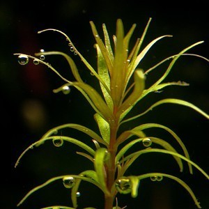 Rotala_mexicana_araqauia_001.jpg