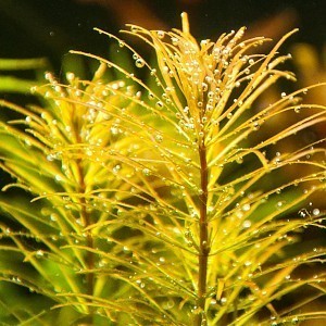 Rotala Sp. 'vietnam' (1 of 1).jpg