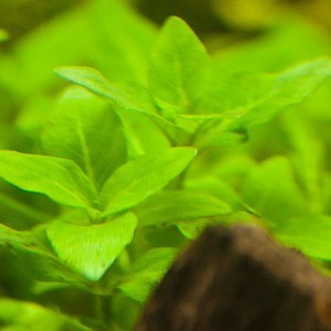 Staurogyne Repens closeup.jpg