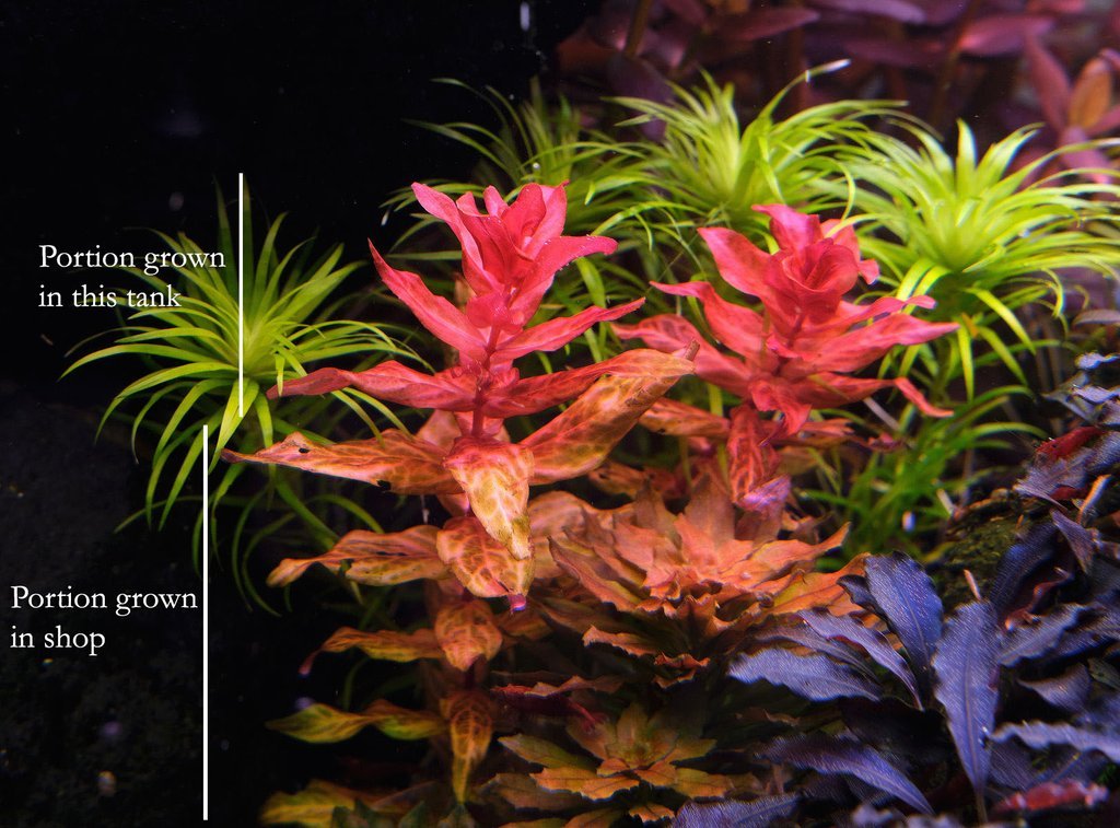 variegated rotala macrandra grown under different tank conditions