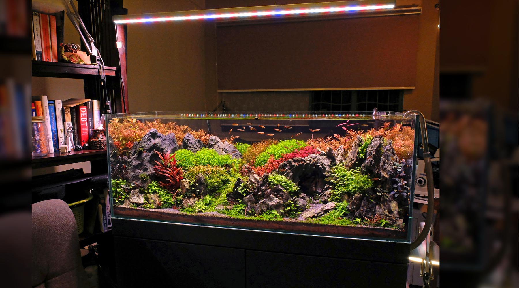 Dennis’s tank uses a custom build BML LED aquarium light for this planted tank. You can see the mix of Red, Blue and Warm white LEDs mixed with neutral white LEDs being used. Read this guide to find out how to choose the best aquarium lights for your planted tanks.