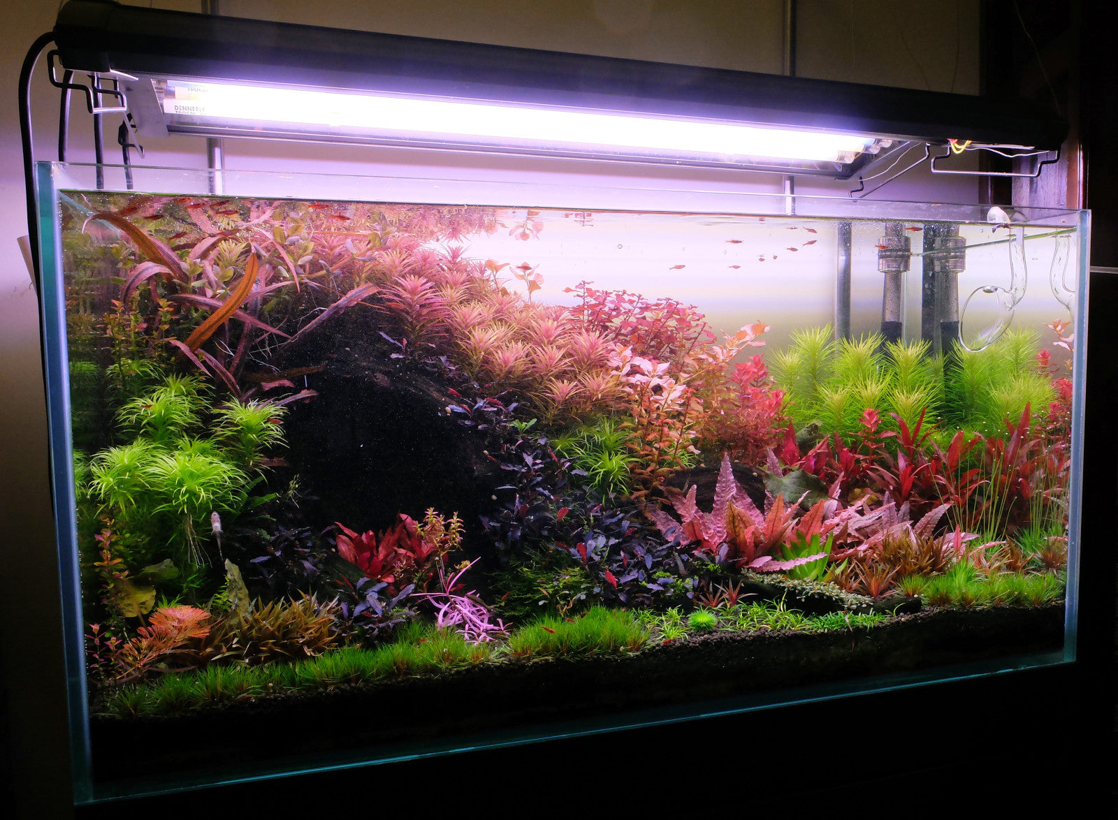 Dennis's tank with T5 Tubs for planted tank lights