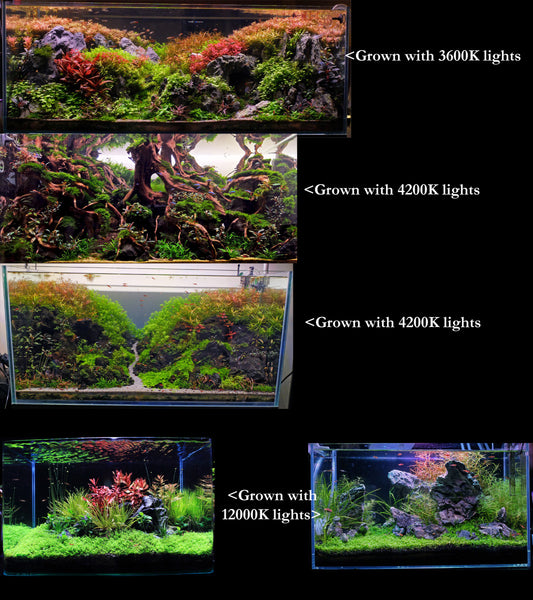Is there a best light spectrum for aquarium plants? This picture shows different aquascapes grown in different k rating. Ironically, K rating is not a good indicator of whether a light is suitable to grow plants.