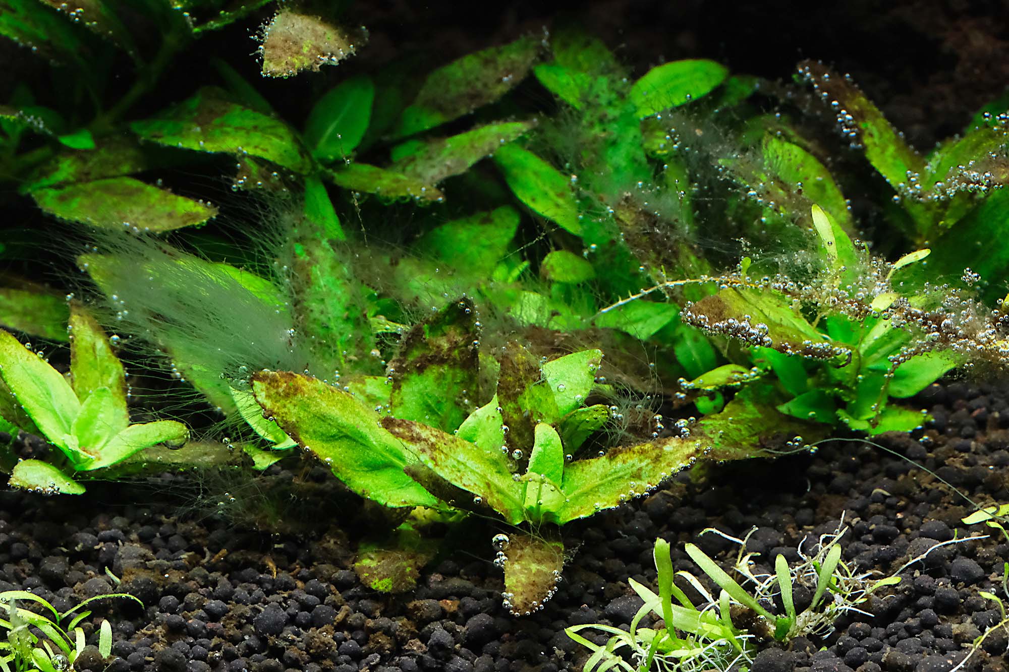 staurogyne repens algae