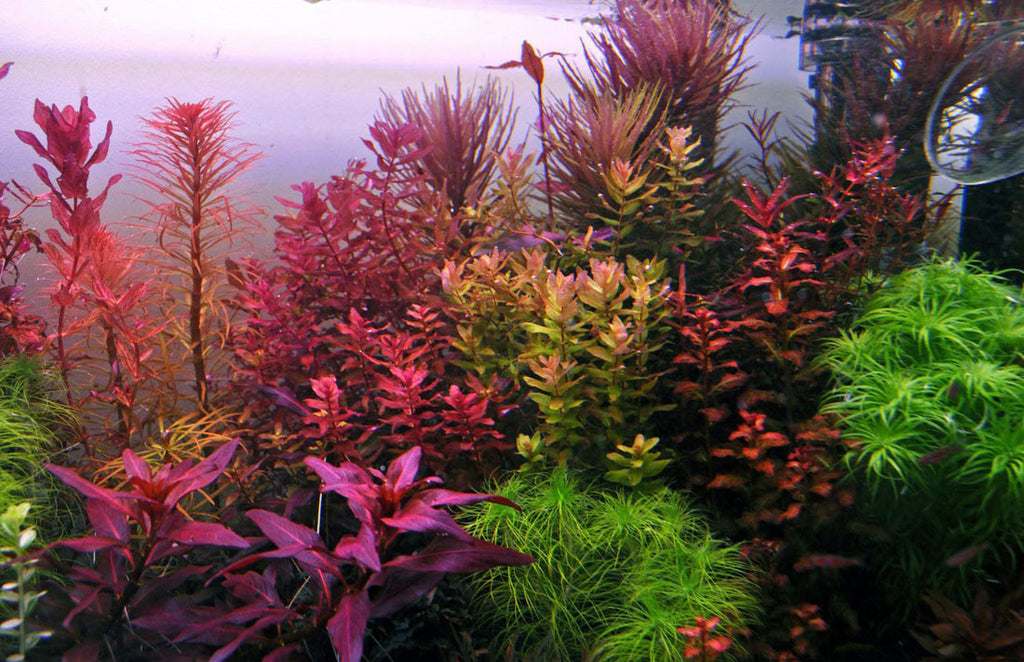 What color light is best for aquarium plants? Dennis's tanks shows that at higher amount of red/blue gives better color contrast and better pigmentation in plants
