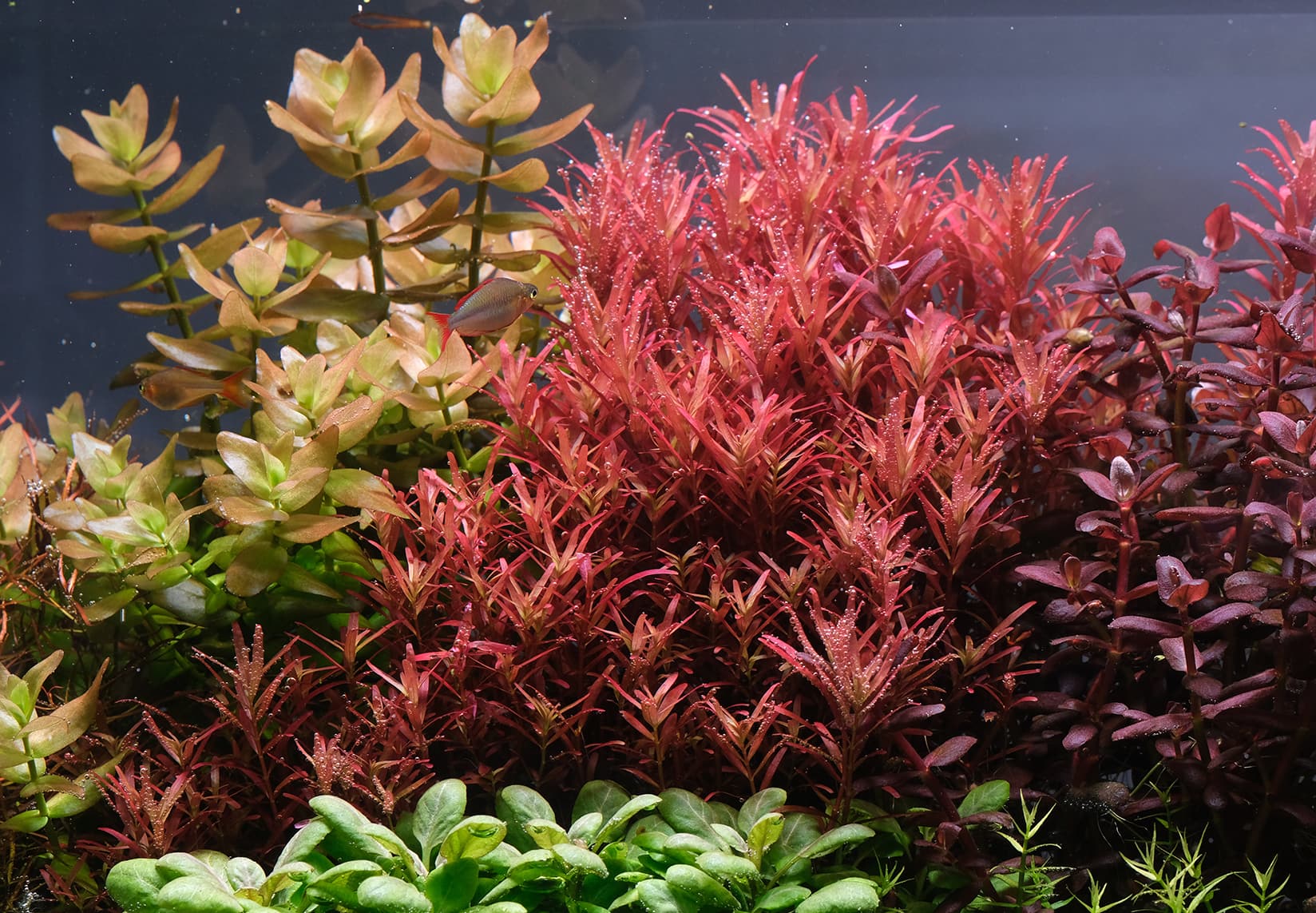 2Hr Rotala blood red