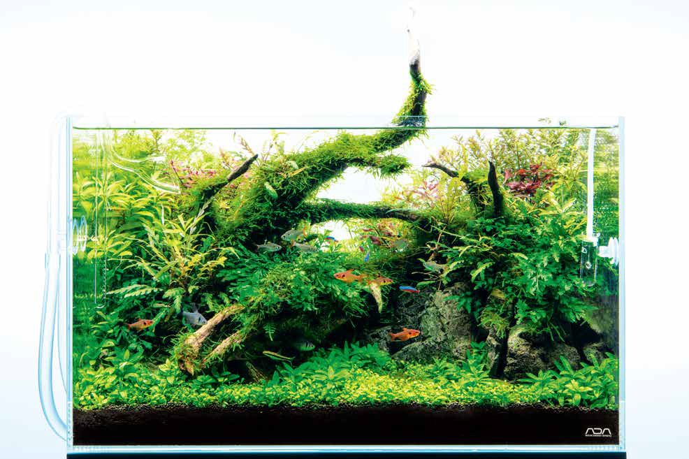 ADA NATURE AQUARIUM GUIDE 60