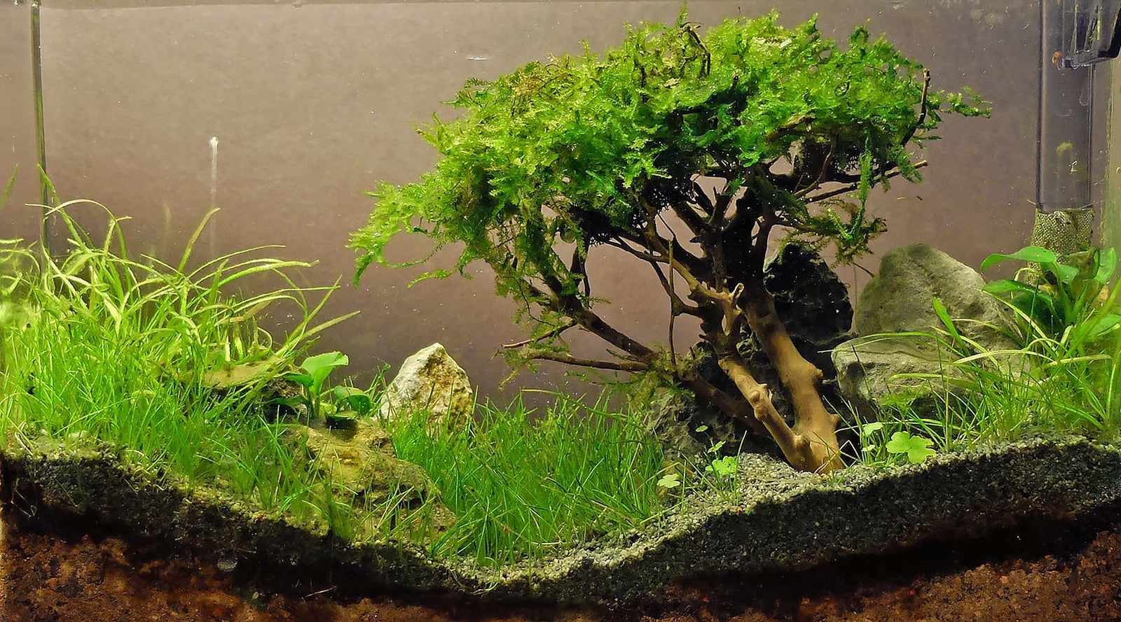 VIDEO: How to make a moss tree
