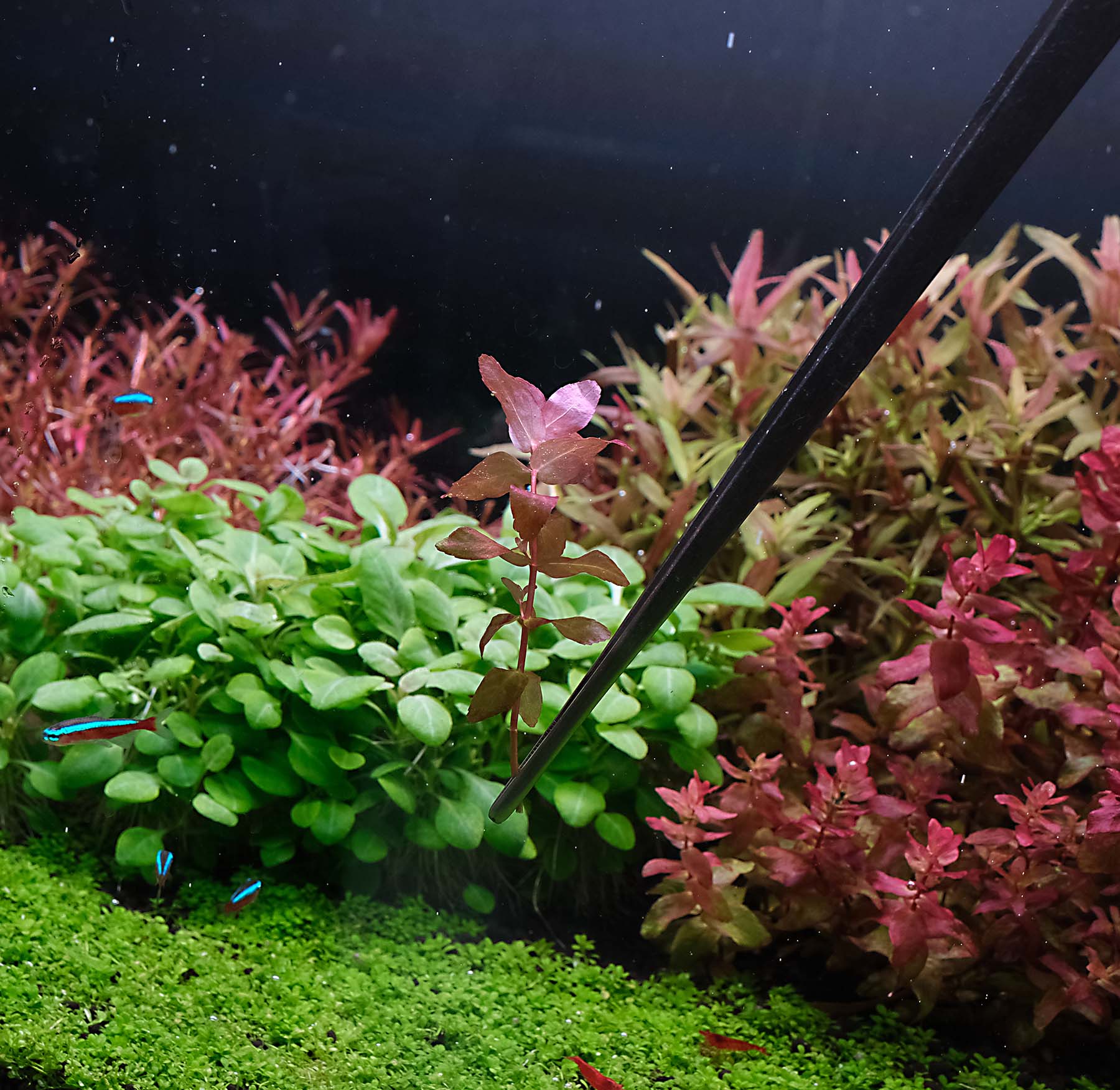 How to plant aquarium plant