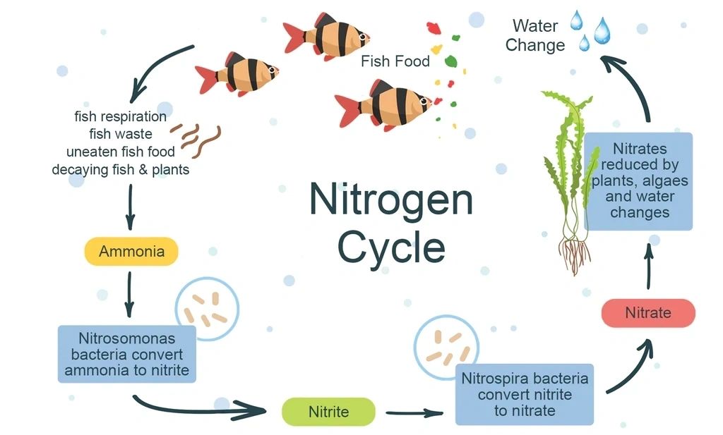 Ammonium, Nitrates, and Cycles! Oh, My!