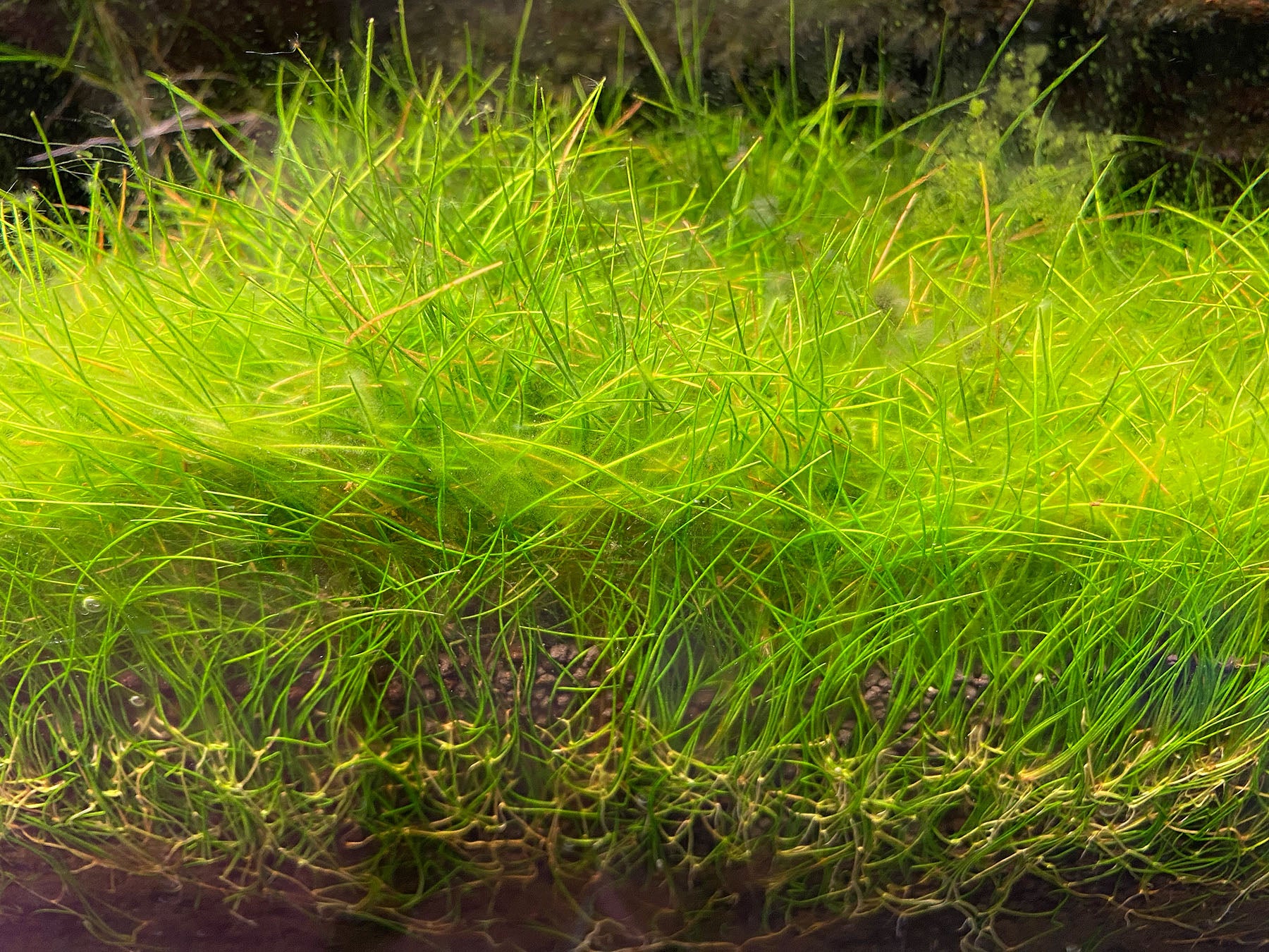 overcrowded hair grass