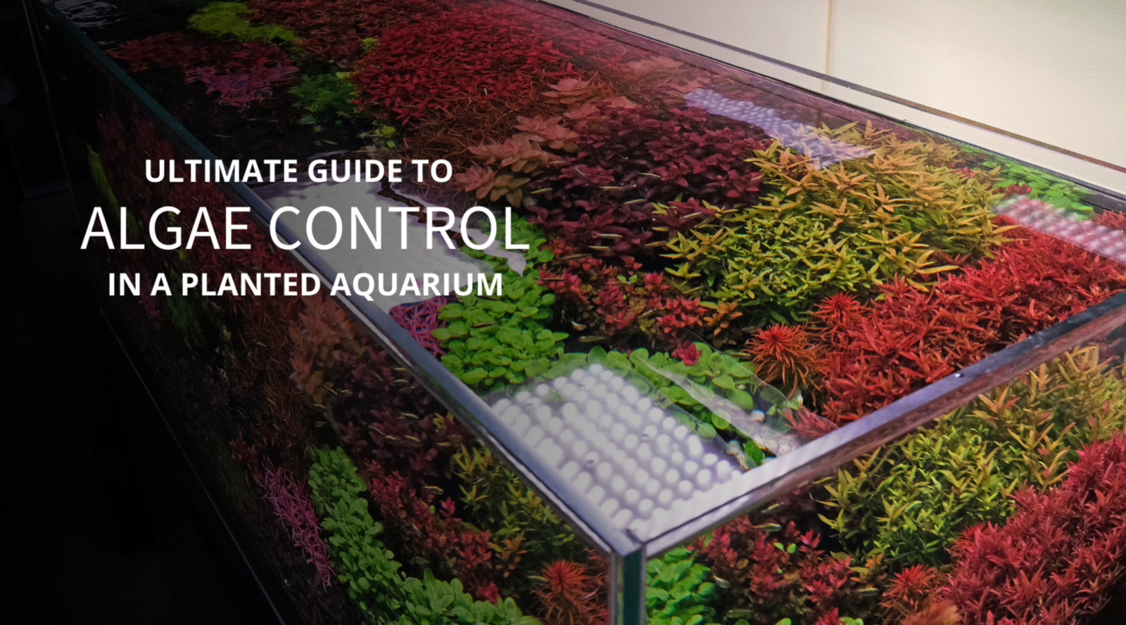 Algae Control 101: How to prevent algae in an aquarium?